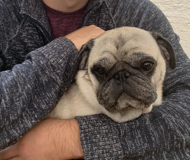 Hund wird im Notfallservice gestreichelt