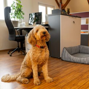 rosi-buero_quadrat Labradoodle im Büro