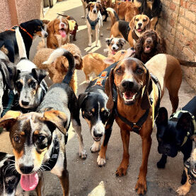 tierettung-versorgung